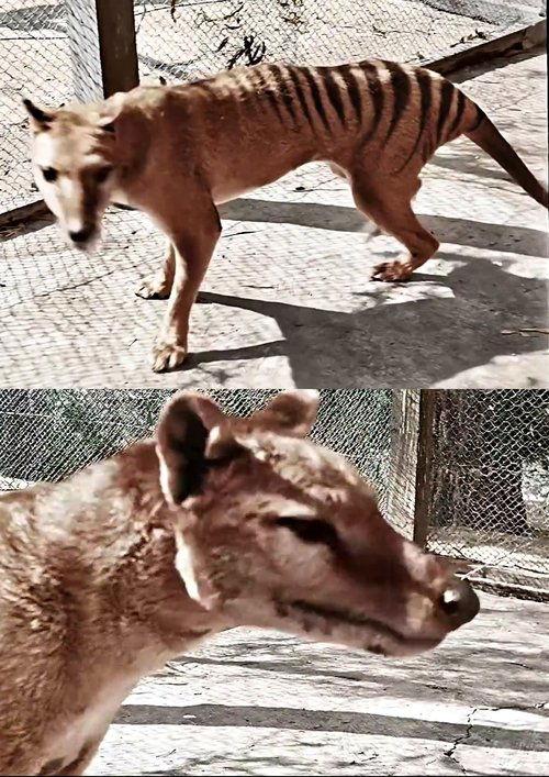 Tasmanian Tiger in Colour